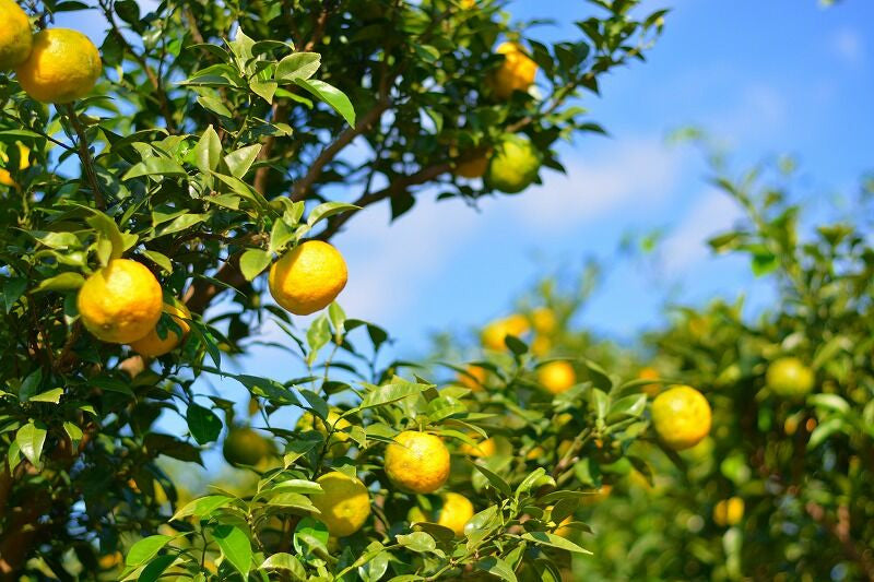 美丈夫 蔵ハイ 高知 ゆず&山椒 720ml